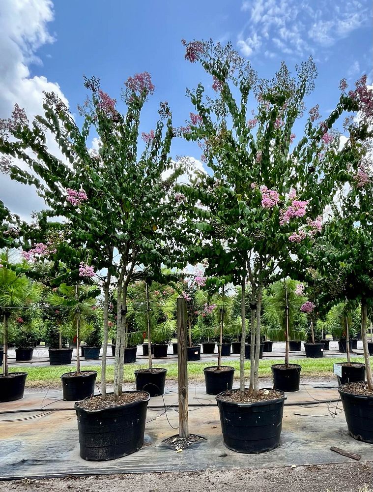 lagerstroemia-fauriei-muskogee-japanese-crape-myrtle