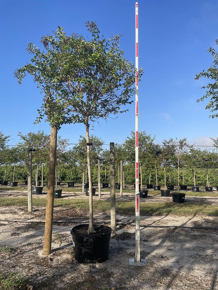 lagerstroemia-fauriei-muskogee-japanese-crape-myrtle