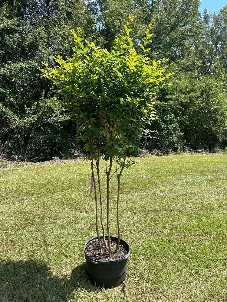 lagerstroemia-fauriei-muskogee-japanese-crape-myrtle