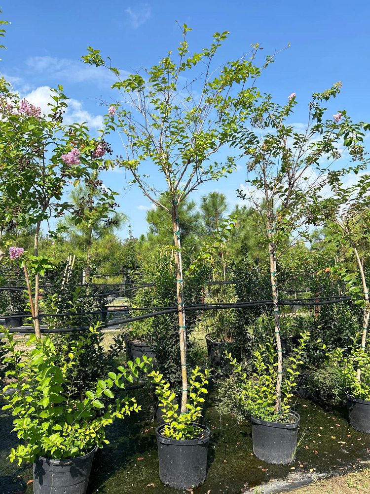 lagerstroemia-fauriei-muskogee-japanese-crape-myrtle