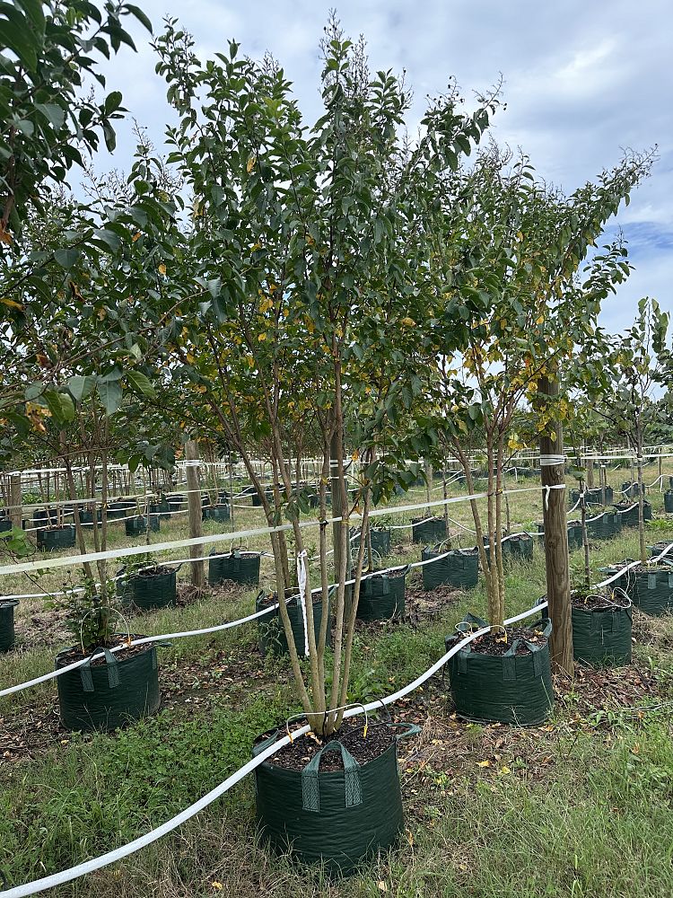 lagerstroemia-fauriei-muskogee-japanese-crape-myrtle