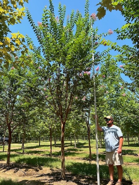 lagerstroemia-fauriei-muskogee-japanese-crape-myrtle