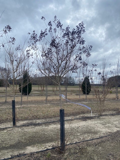 lagerstroemia-fauriei-muskogee-japanese-crape-myrtle