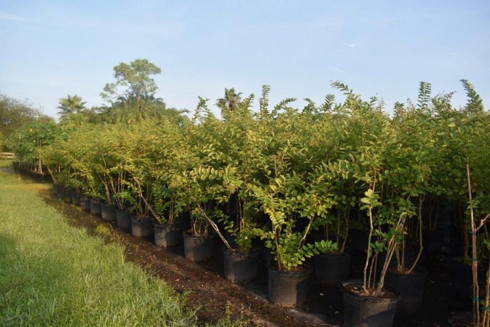 lagerstroemia-fauriei-natchez-japanese-crape-myrtle