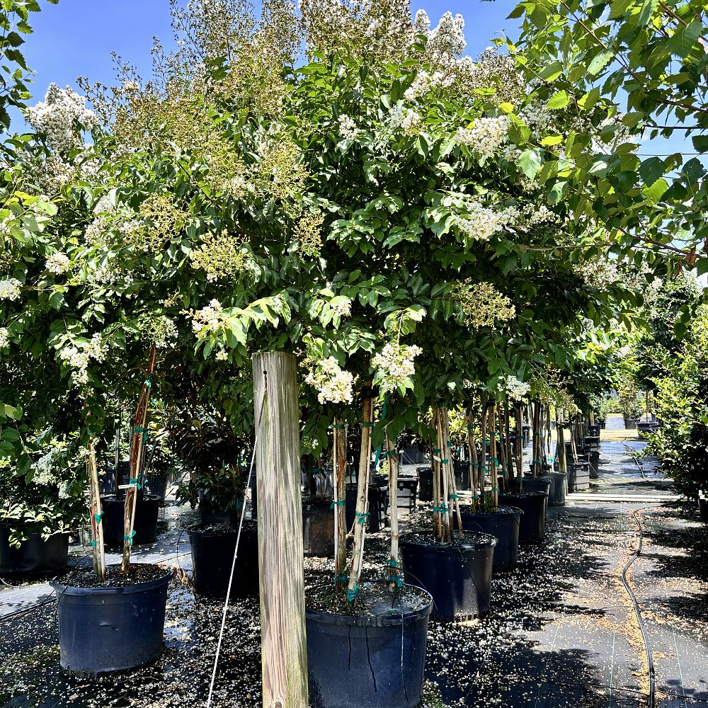 lagerstroemia-fauriei-natchez-japanese-crape-myrtle