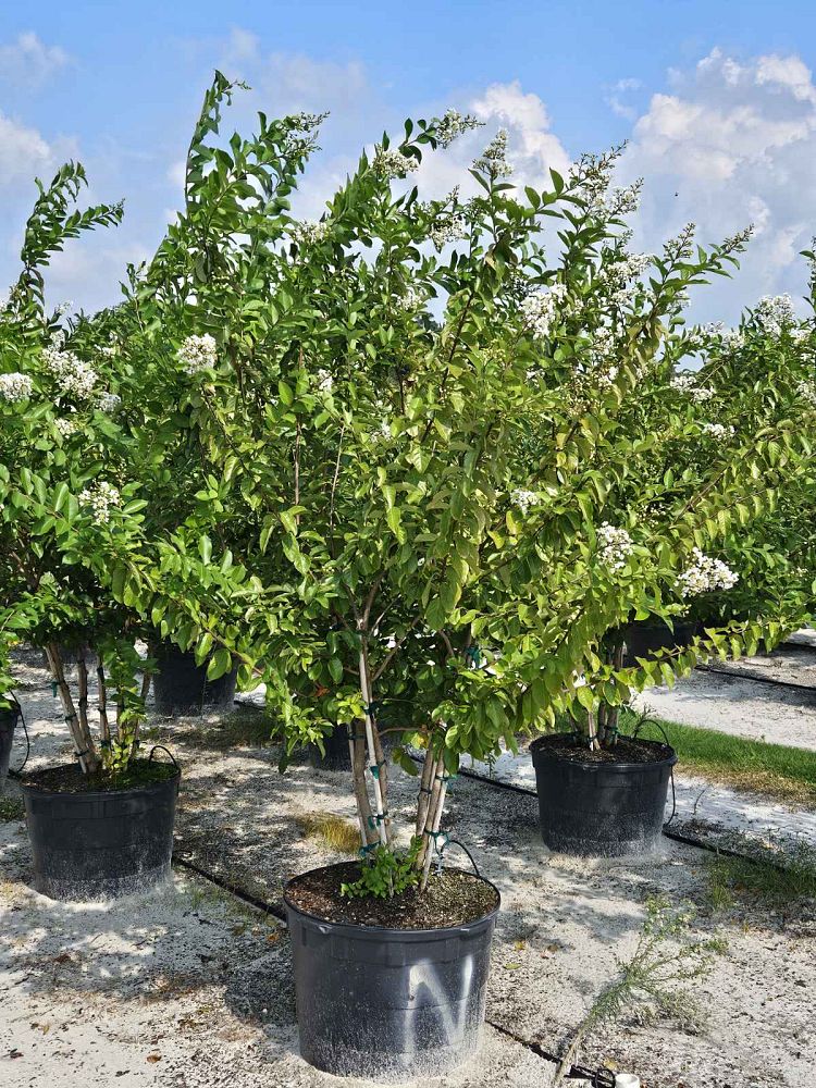 lagerstroemia-fauriei-natchez-japanese-crape-myrtle