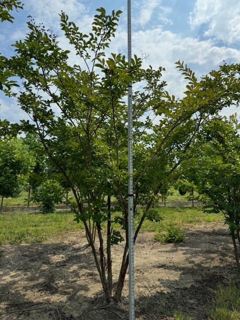 lagerstroemia-fauriei-natchez-japanese-crape-myrtle