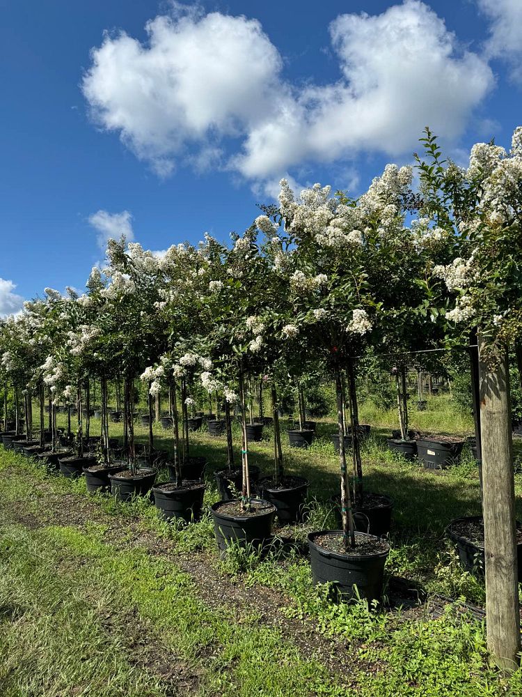 lagerstroemia-fauriei-natchez-japanese-crape-myrtle