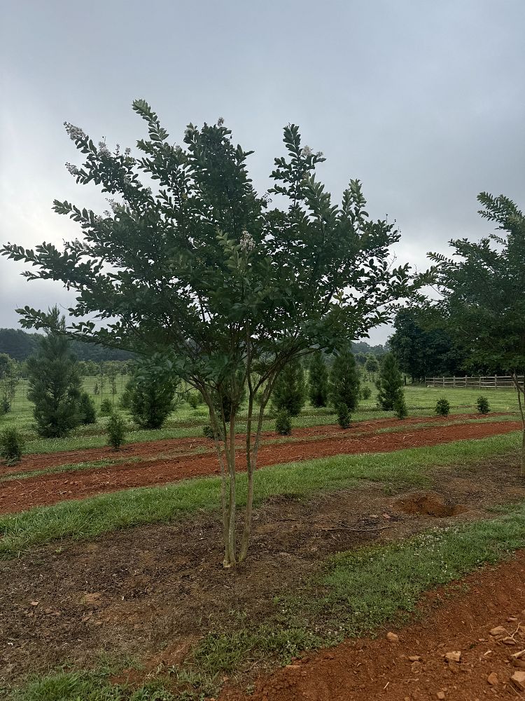 lagerstroemia-fauriei-natchez-japanese-crape-myrtle