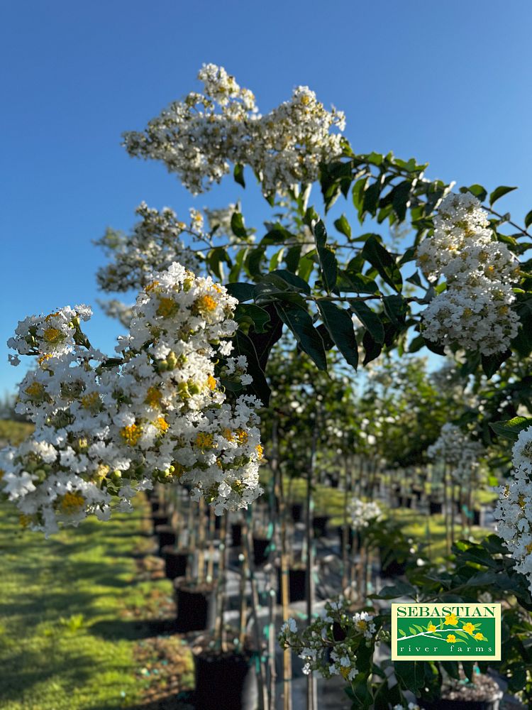 lagerstroemia-fauriei-natchez-japanese-crape-myrtle