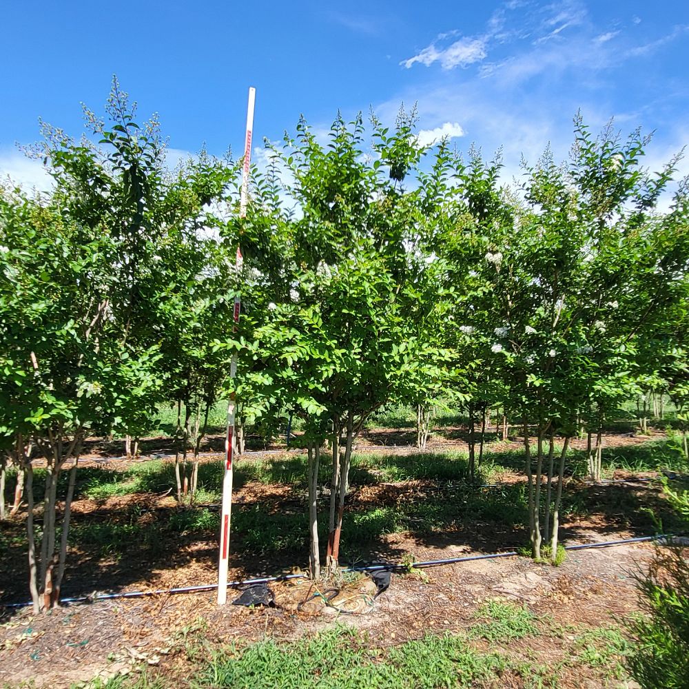 lagerstroemia-fauriei-natchez-japanese-crape-myrtle