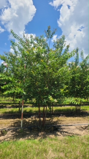 lagerstroemia-fauriei-natchez-japanese-crape-myrtle