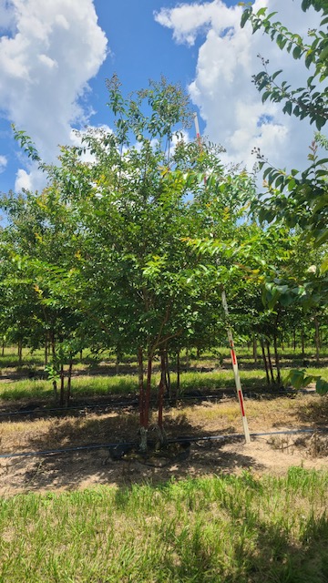 lagerstroemia-fauriei-natchez-japanese-crape-myrtle