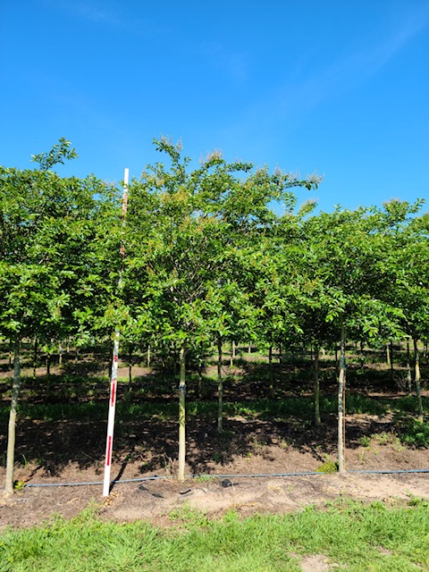 lagerstroemia-fauriei-natchez-japanese-crape-myrtle