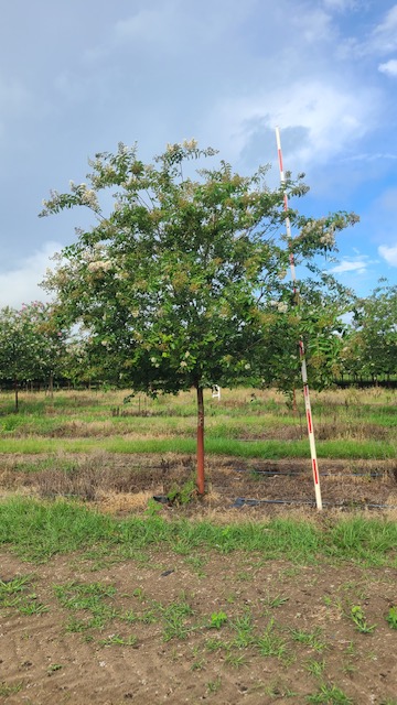 lagerstroemia-fauriei-natchez-japanese-crape-myrtle