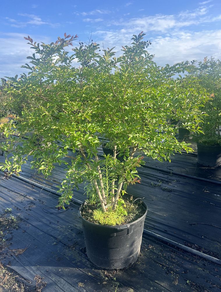 lagerstroemia-fauriei-natchez-japanese-crape-myrtle