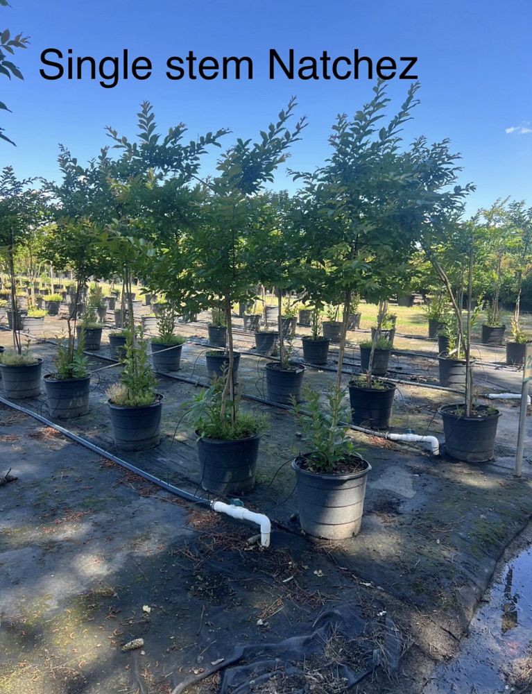 lagerstroemia-fauriei-natchez-japanese-crape-myrtle