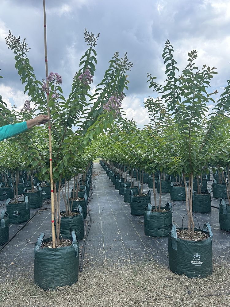 lagerstroemia-fauriei-natchez-japanese-crape-myrtle