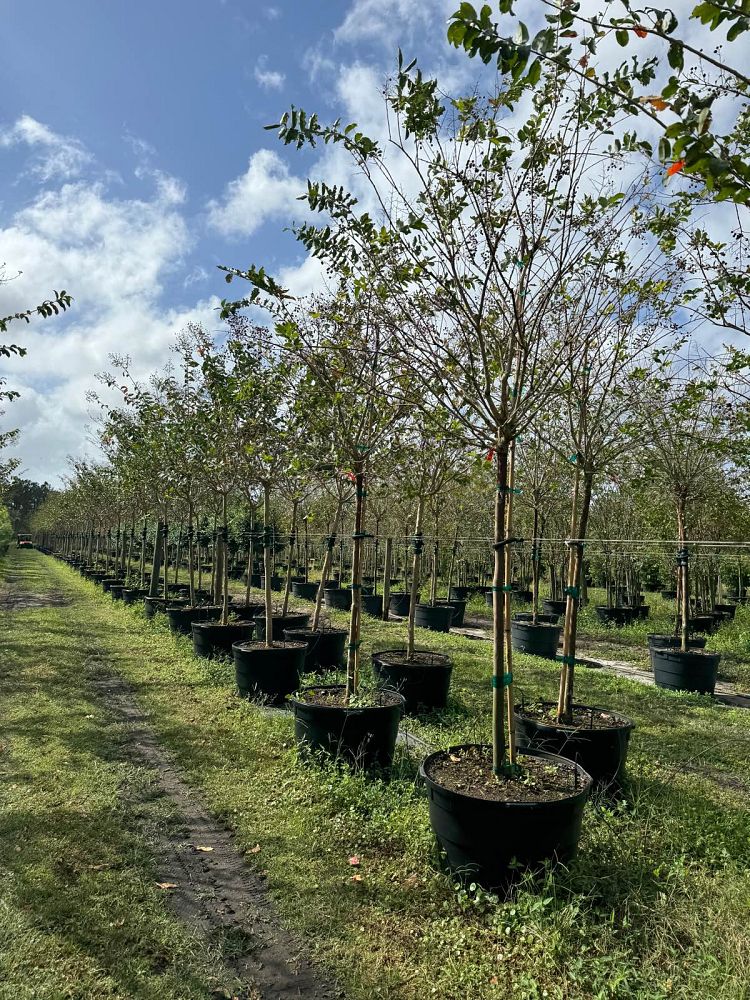 lagerstroemia-fauriei-natchez-japanese-crape-myrtle