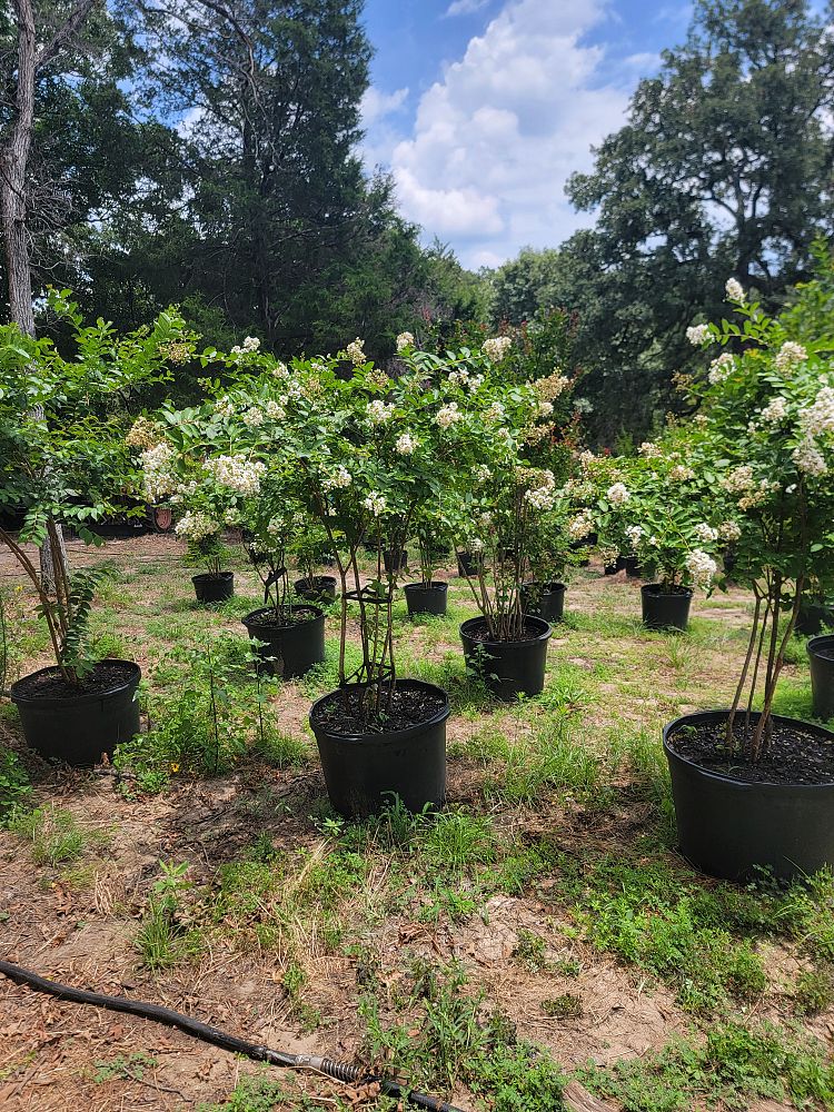 lagerstroemia-fauriei-natchez-japanese-crape-myrtle