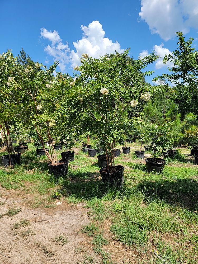 lagerstroemia-fauriei-natchez-japanese-crape-myrtle