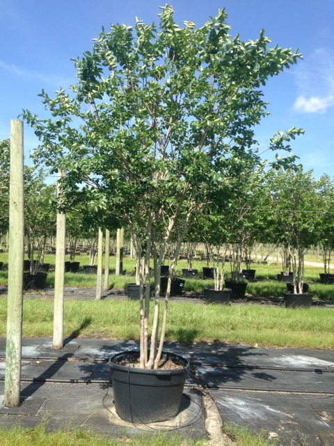 lagerstroemia-fauriei-natchez-japanese-crape-myrtle