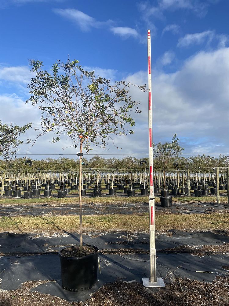 lagerstroemia-fauriei-natchez-japanese-crape-myrtle