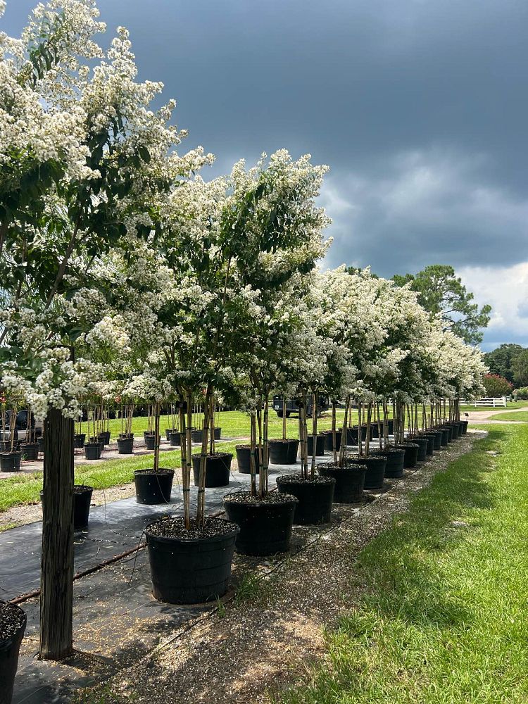 lagerstroemia-fauriei-natchez-japanese-crape-myrtle