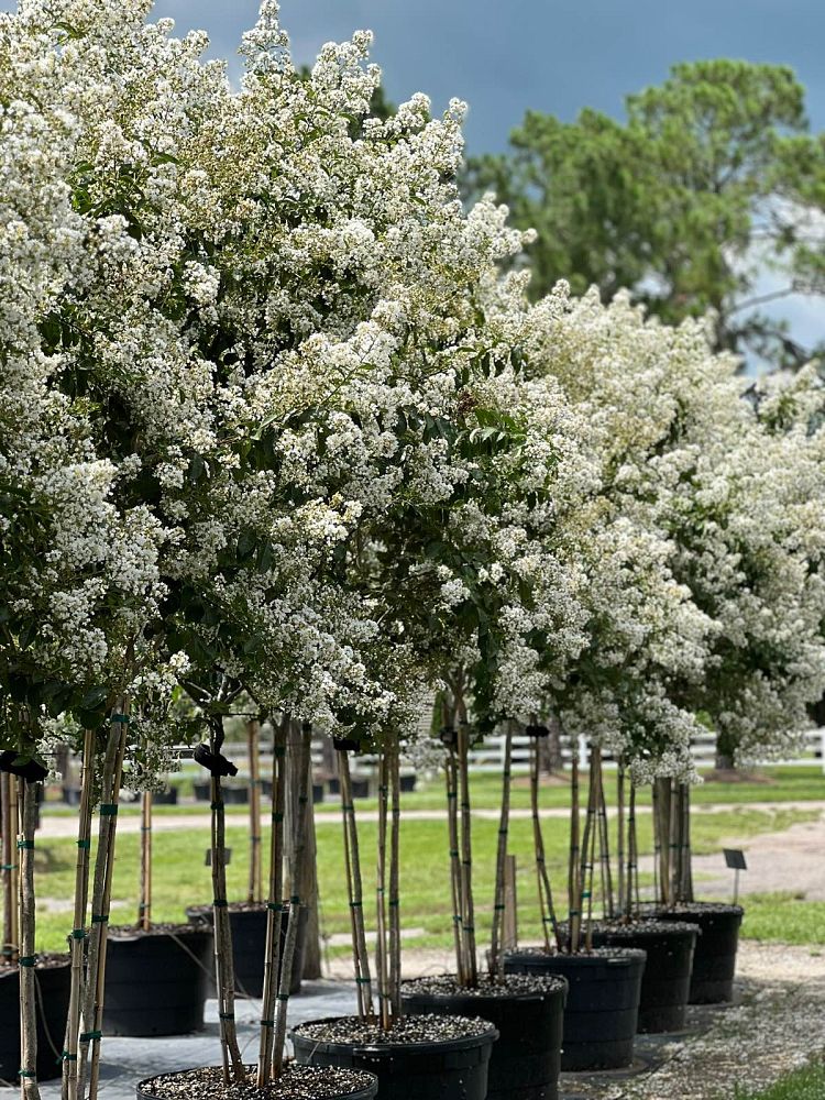 lagerstroemia-fauriei-natchez-japanese-crape-myrtle