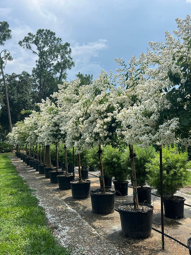 lagerstroemia-fauriei-natchez-japanese-crape-myrtle