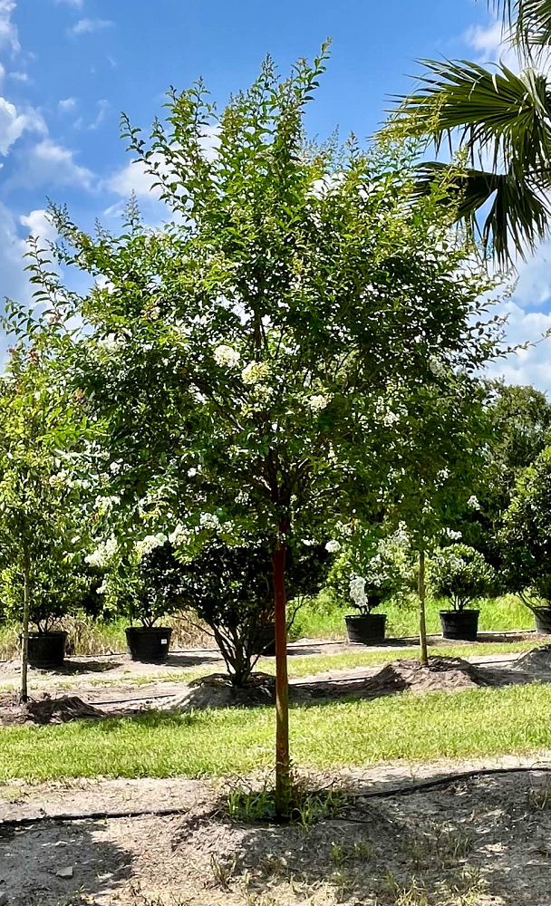 lagerstroemia-fauriei-natchez-japanese-crape-myrtle