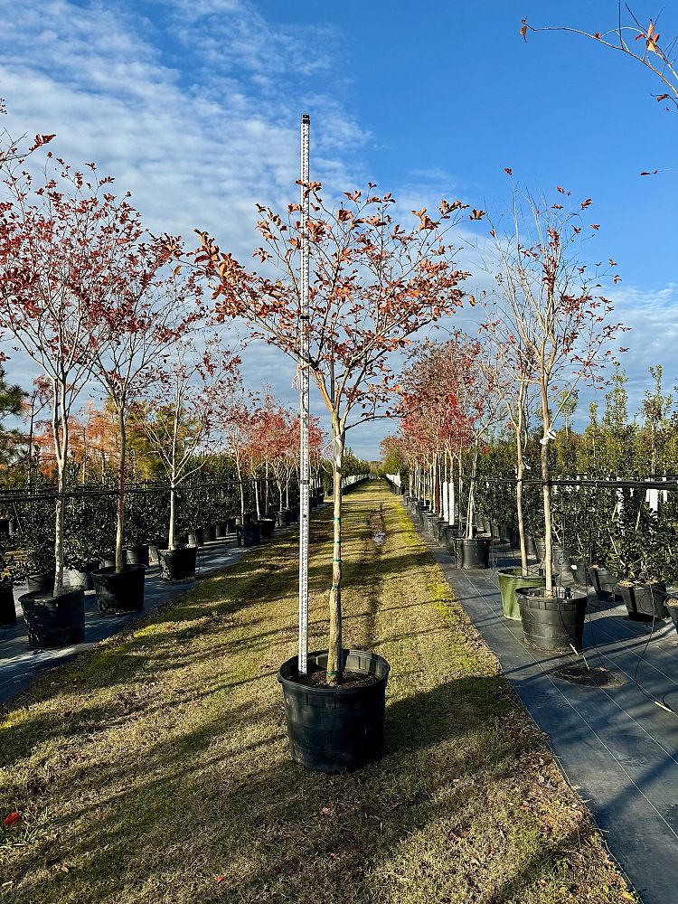 lagerstroemia-fauriei-natchez-japanese-crape-myrtle