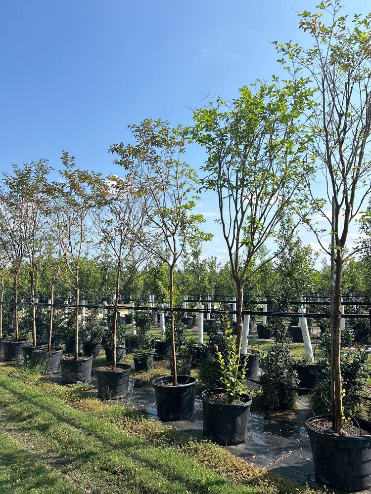 lagerstroemia-fauriei-natchez-japanese-crape-myrtle