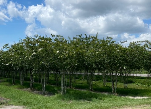 lagerstroemia-fauriei-natchez-japanese-crape-myrtle