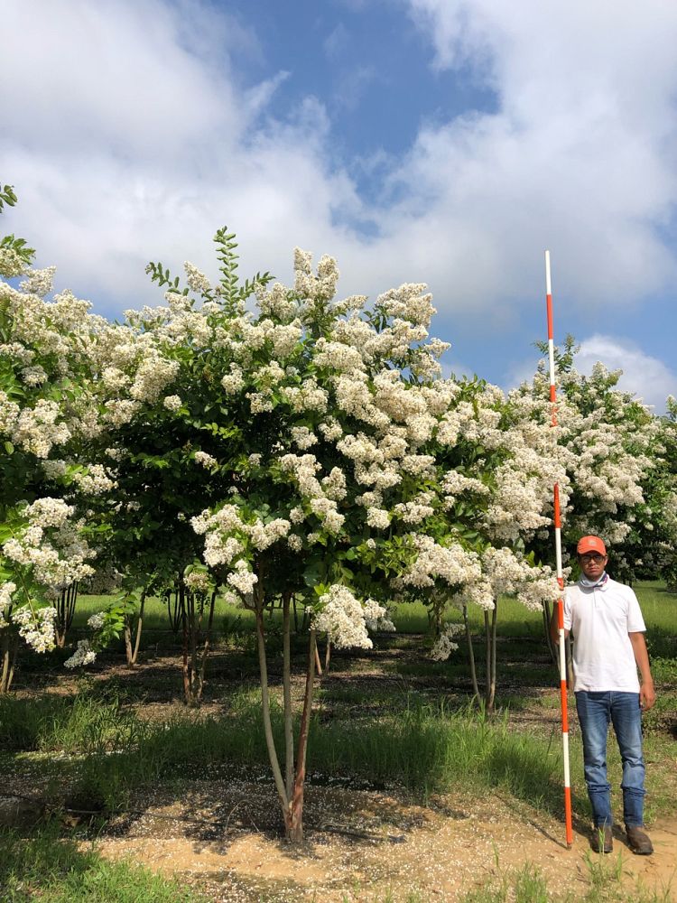 lagerstroemia-fauriei-natchez-japanese-crape-myrtle