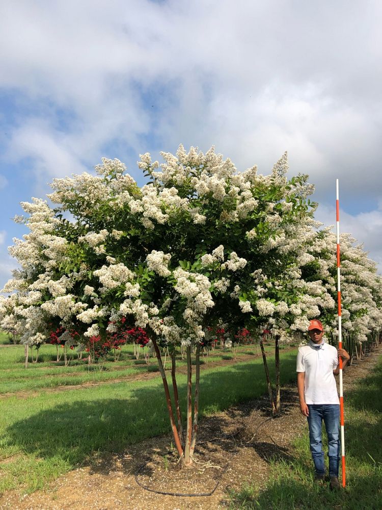 lagerstroemia-fauriei-natchez-japanese-crape-myrtle