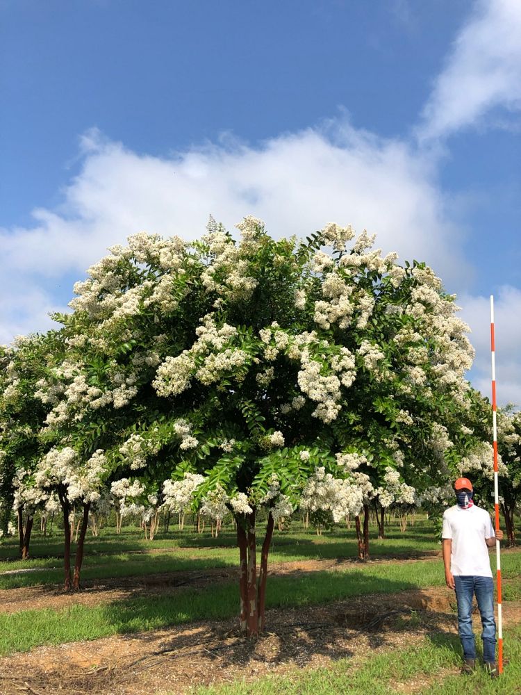 lagerstroemia-fauriei-natchez-japanese-crape-myrtle