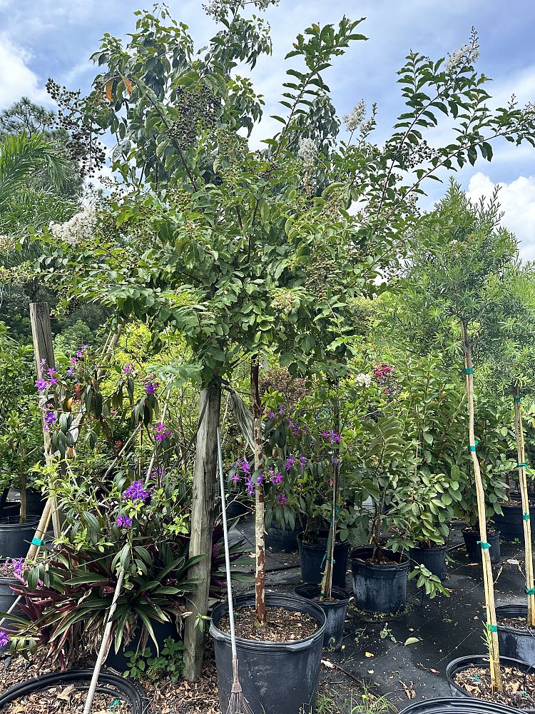 lagerstroemia-fauriei-natchez-japanese-crape-myrtle