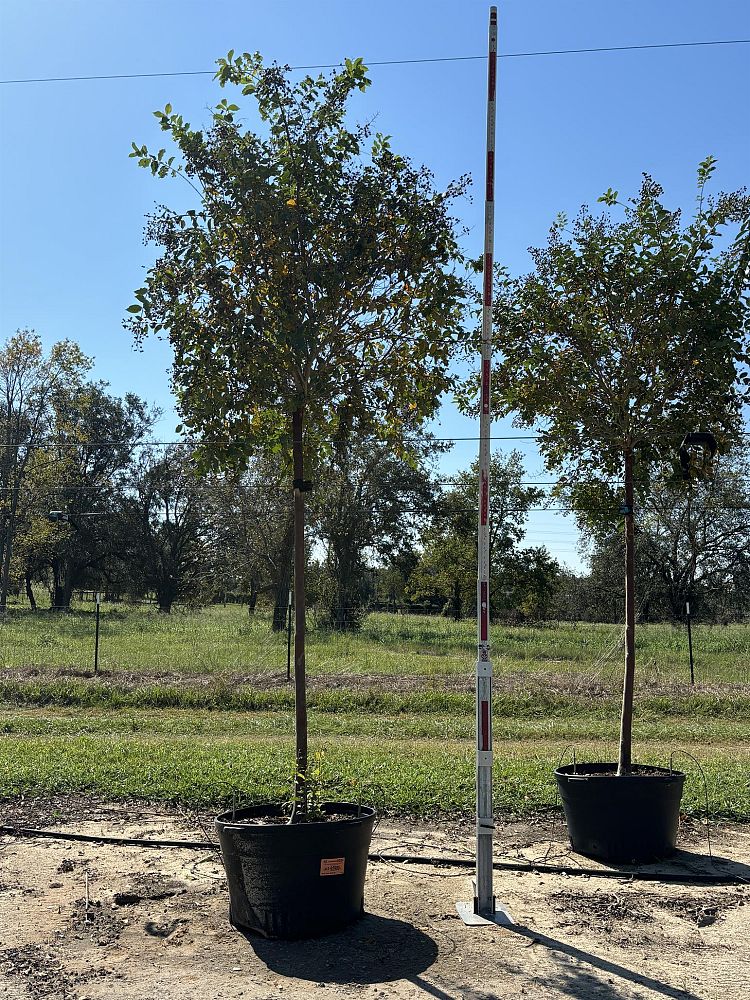 lagerstroemia-fauriei-natchez-japanese-crape-myrtle