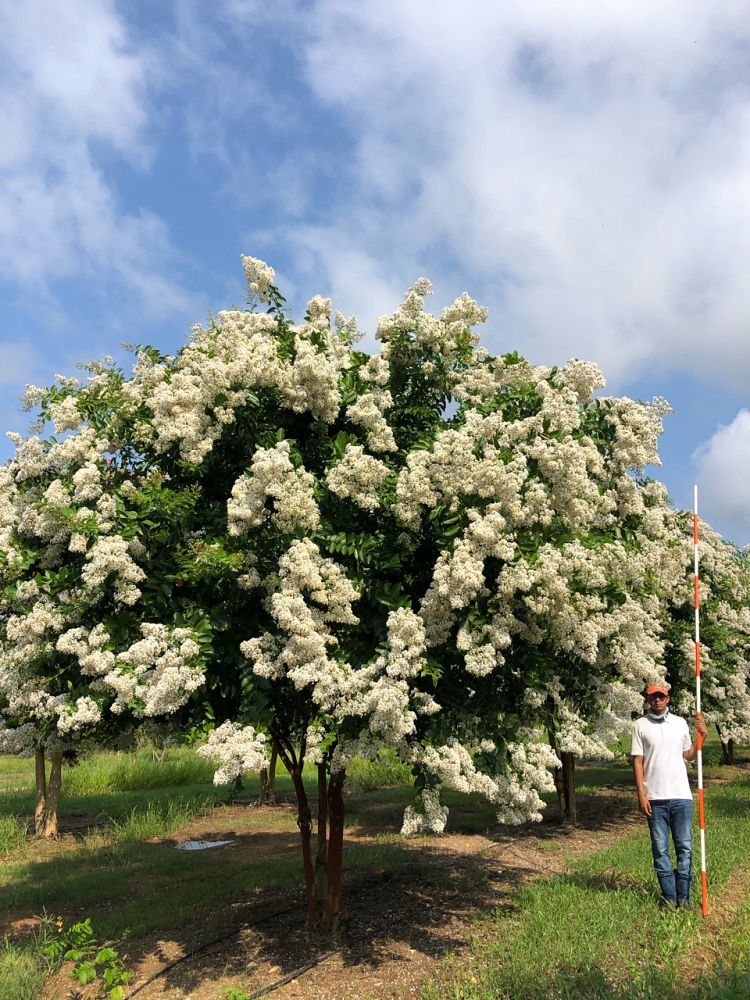 lagerstroemia-fauriei-natchez-japanese-crape-myrtle