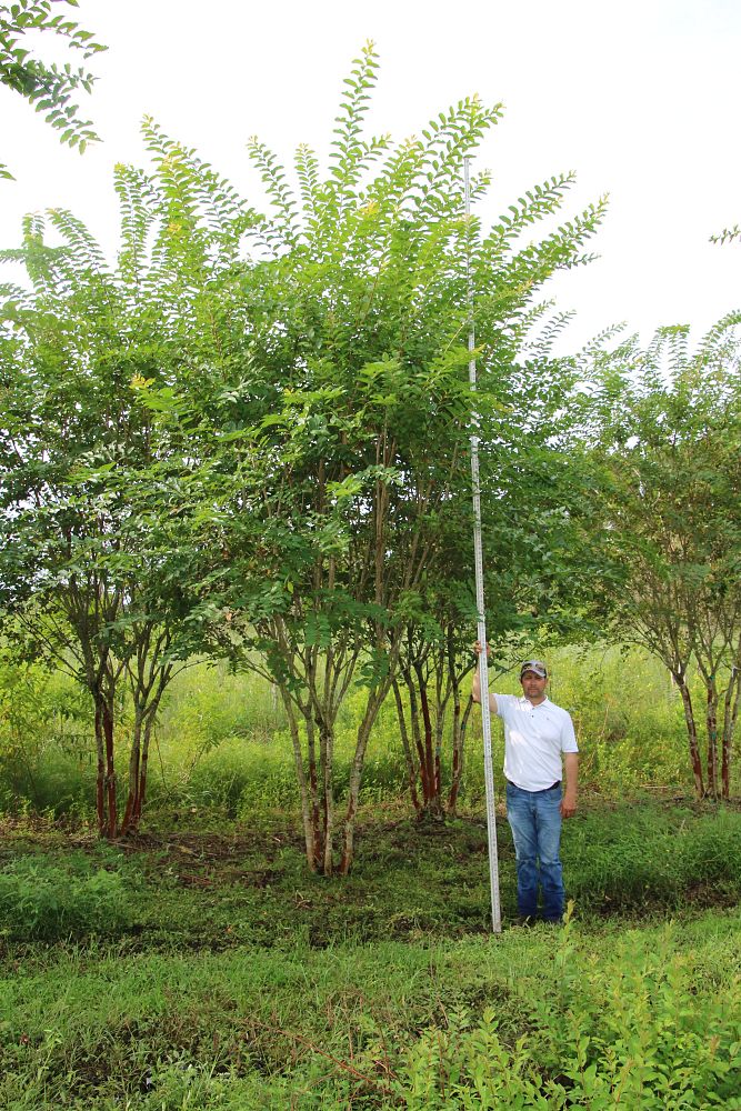 lagerstroemia-fauriei-natchez-japanese-crape-myrtle