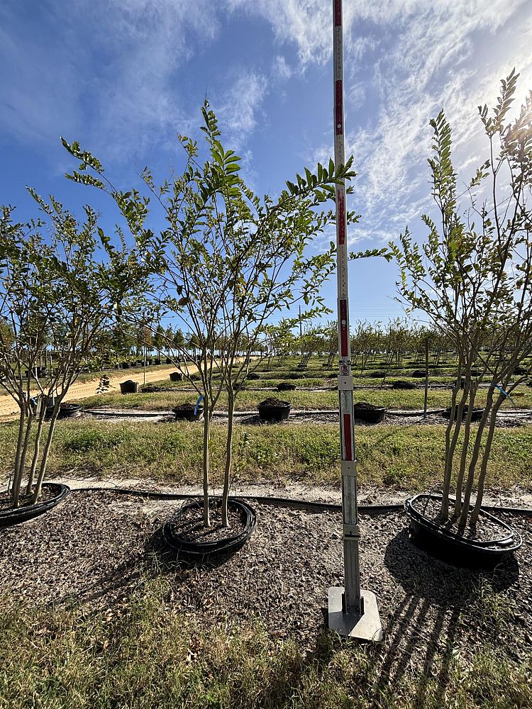 lagerstroemia-fauriei-natchez-japanese-crape-myrtle