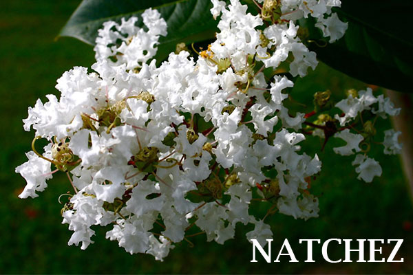 lagerstroemia-fauriei-natchez-japanese-crape-myrtle