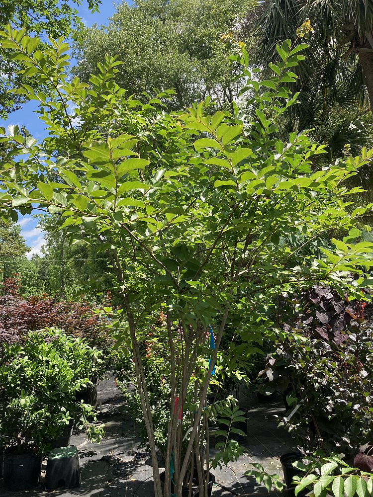 lagerstroemia-fauriei-natchez-japanese-crape-myrtle