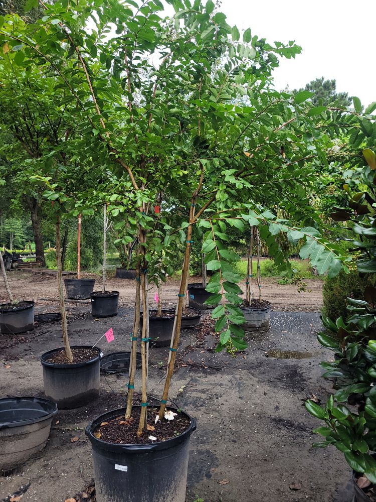 lagerstroemia-fauriei-natchez-japanese-crape-myrtle