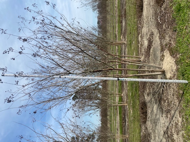 lagerstroemia-fauriei-natchez-japanese-crape-myrtle