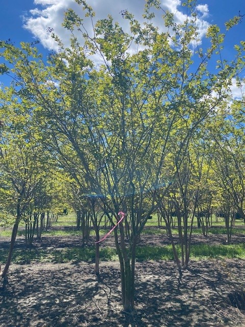 lagerstroemia-fauriei-natchez-japanese-crape-myrtle