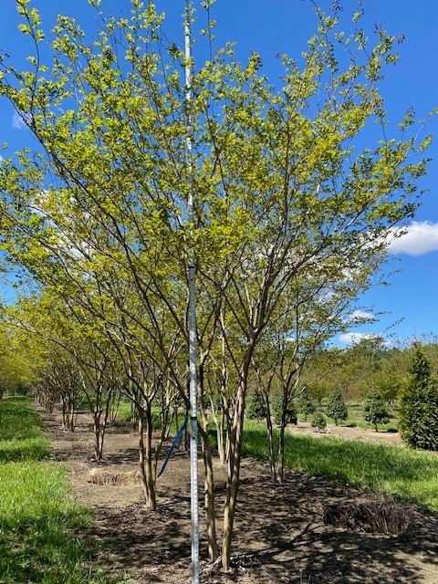 lagerstroemia-fauriei-natchez-japanese-crape-myrtle