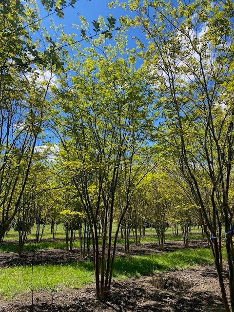 lagerstroemia-fauriei-natchez-japanese-crape-myrtle