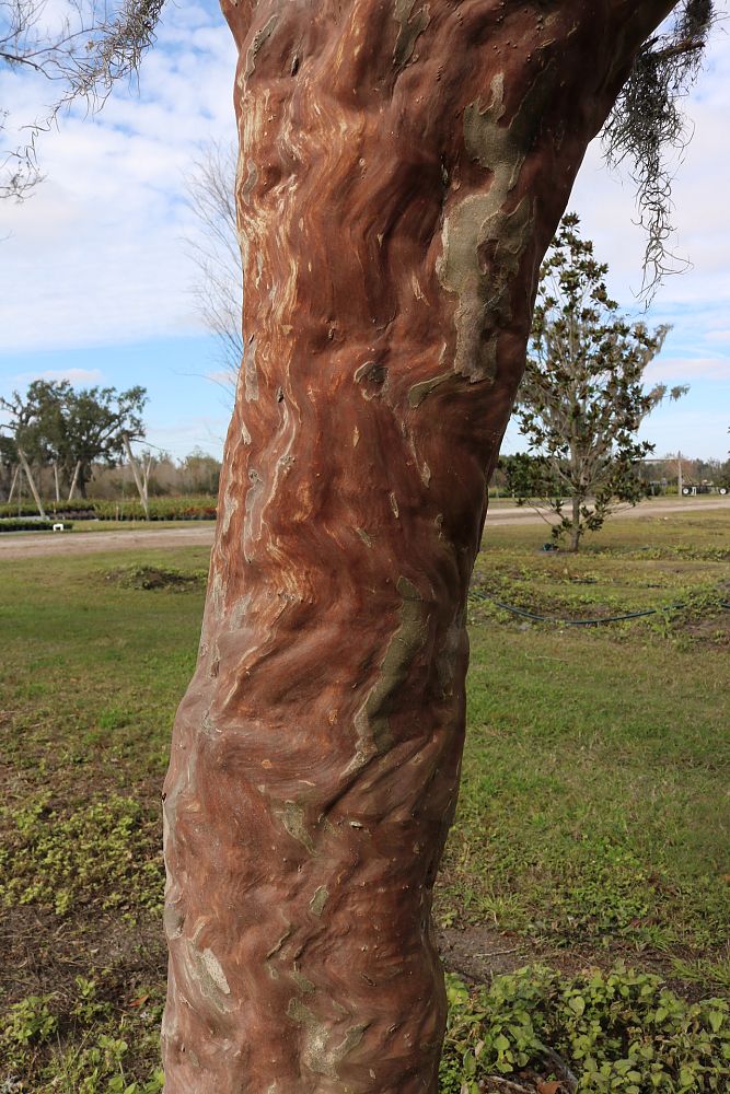 lagerstroemia-fauriei-natchez-japanese-crape-myrtle